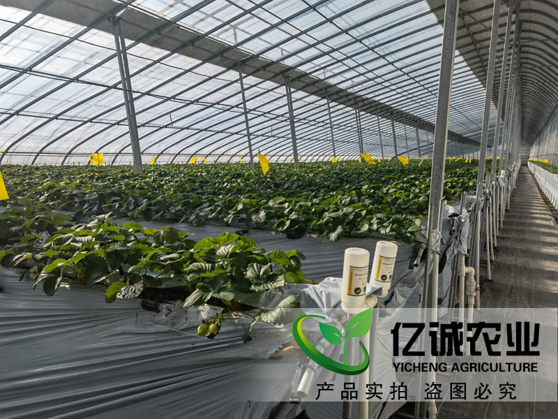 智能溫室大棚承建哪家好？如何種植和管理才能提高，大棚的經濟效益呢？