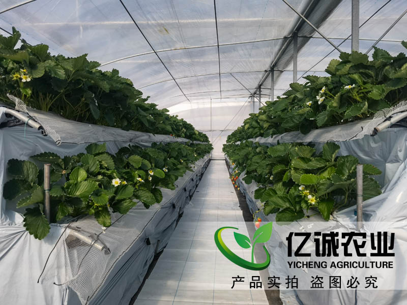 萬物的生長需要陽光和溫度的支持 一畝溫室大棚的成本是多少？