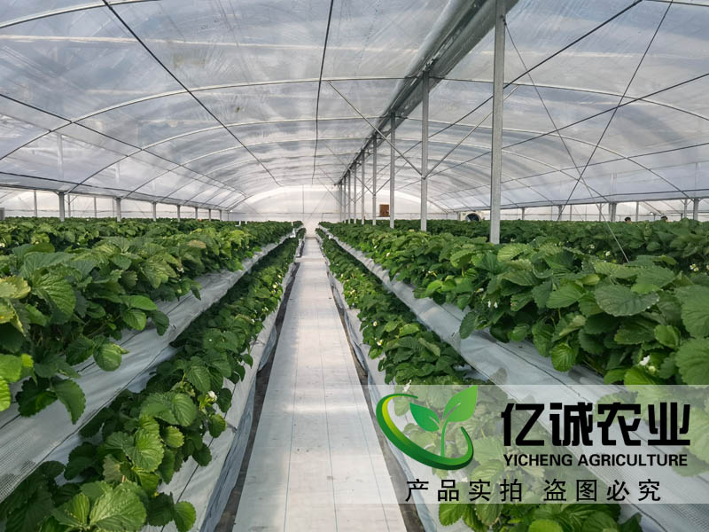 遮陽系統在玻璃溫室草莓種植中有哪些優勢？