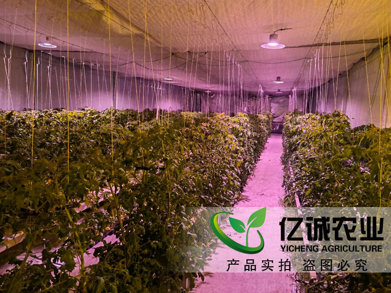 蔬菜大棚造價是如何計算的？